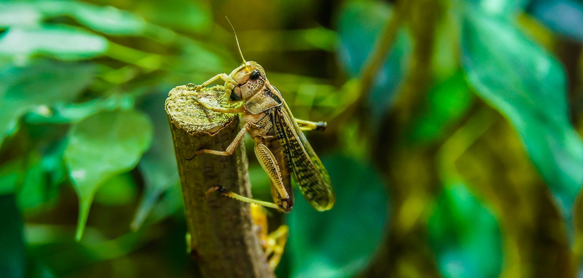 Biosphäre Potsdam 2017-34