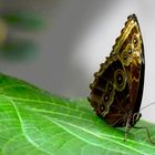 Biosphäre-Potsdam