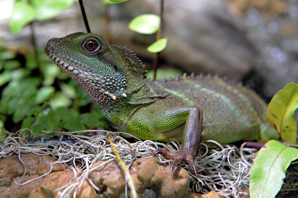 Biosphäre Reptil