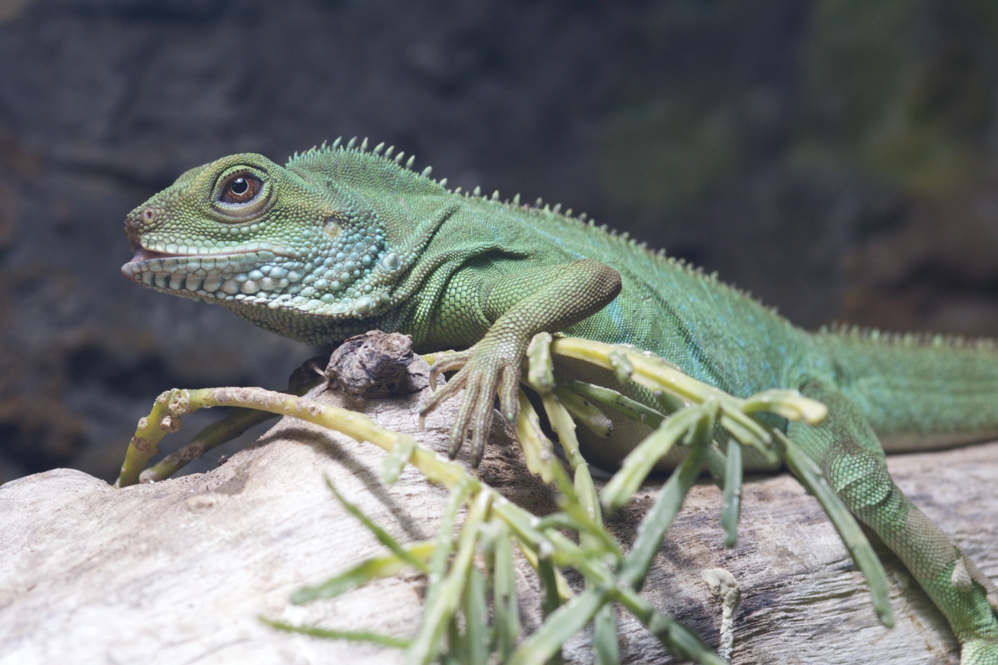 Biosphäre1