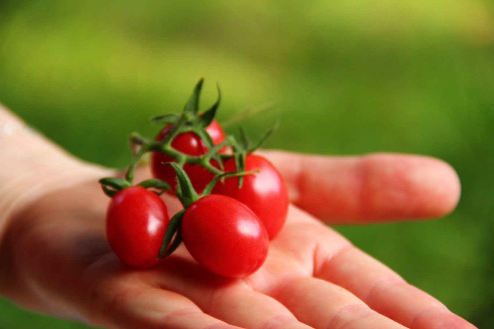 Biotomate geerntet beim WWOOFing