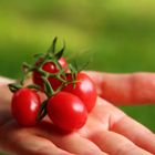 Biotomate geerntet beim WWOOFing