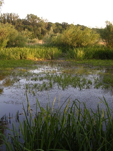 Biotop am Grünen Ring