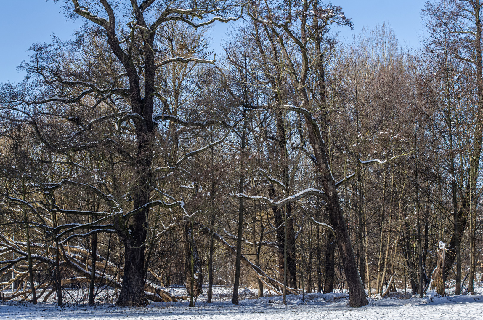 Biotop am Waldmannsweiher in Fürth