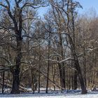 Biotop am Waldmannsweiher in Fürth