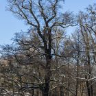 Biotop am Waldmannsweiher in Fürth