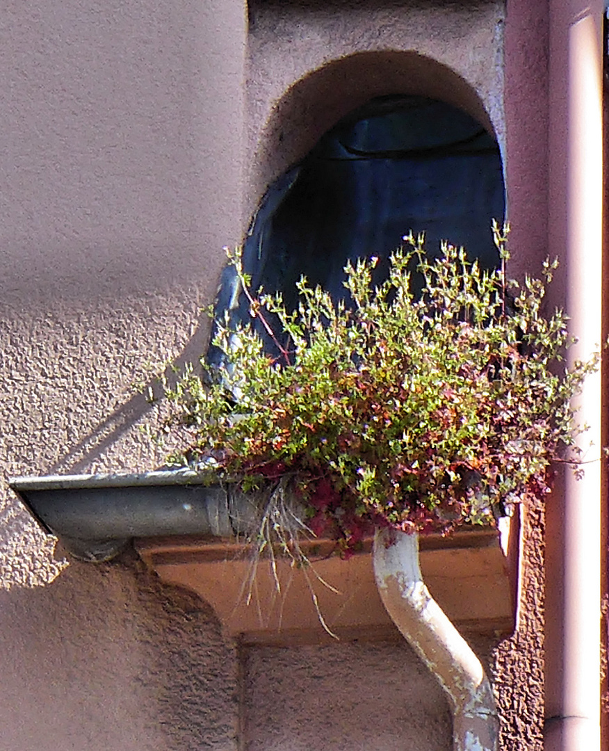 Biotop an der Dachrinne