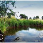 Biotop an der Dänischen Wiek bei Greifswald