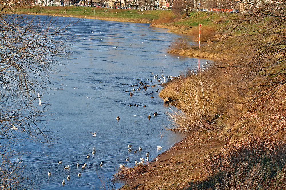 Biotop an der Elbe