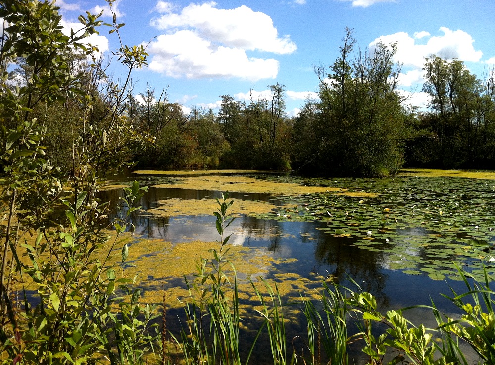 Biotop an der Havel