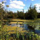 Biotop an der Havel