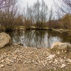 Biotop auf der Donauinsel, oberhalb der Nordbrücke