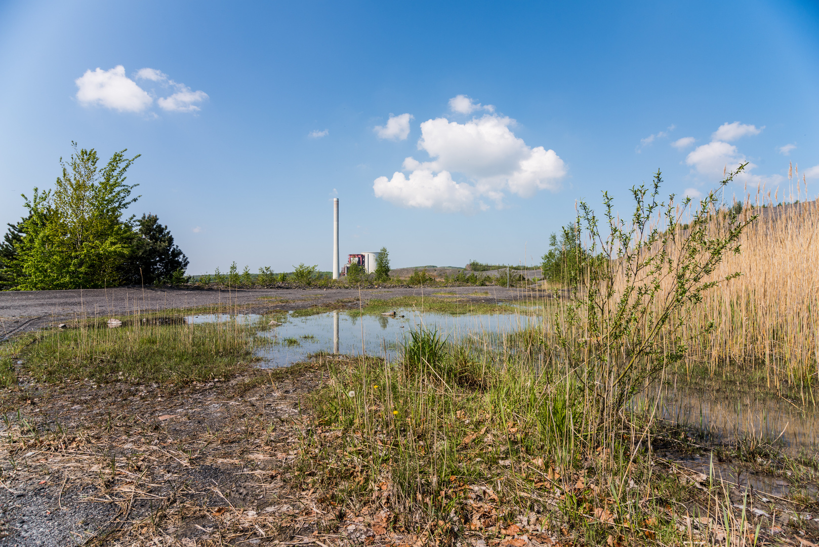 Biotop auf der Halde Göttelborn