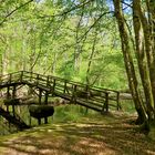 ... Biotop im Forêt de Chaux 1 ...