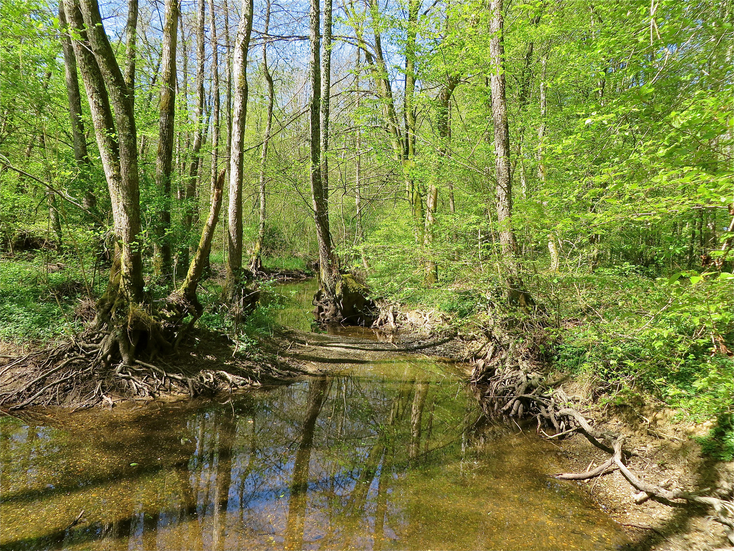 ... Biotop im Forêt de Chaux 2 ...