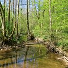 ... Biotop im Forêt de Chaux 2 ...