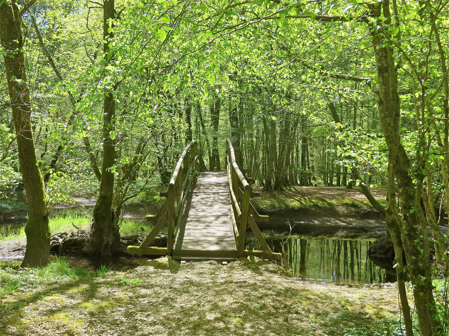 ... Biotop im Forêt de Chaux...