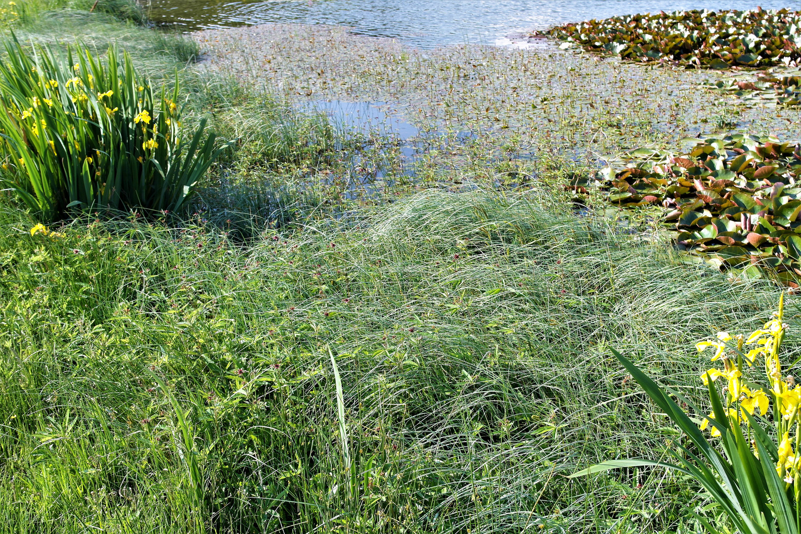 Biotop im und am Teich  mit  Video