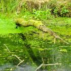 Biotop im Wald