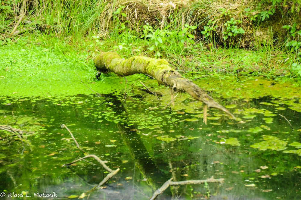 Biotop im Wald