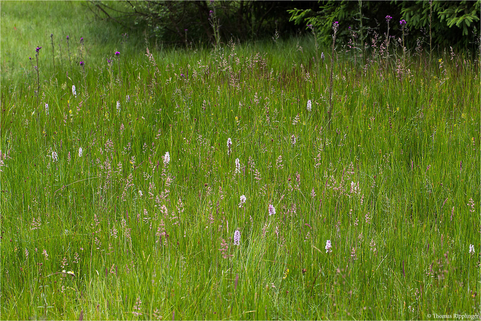 Biotop in der Eifel