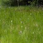 Biotop in der Eifel