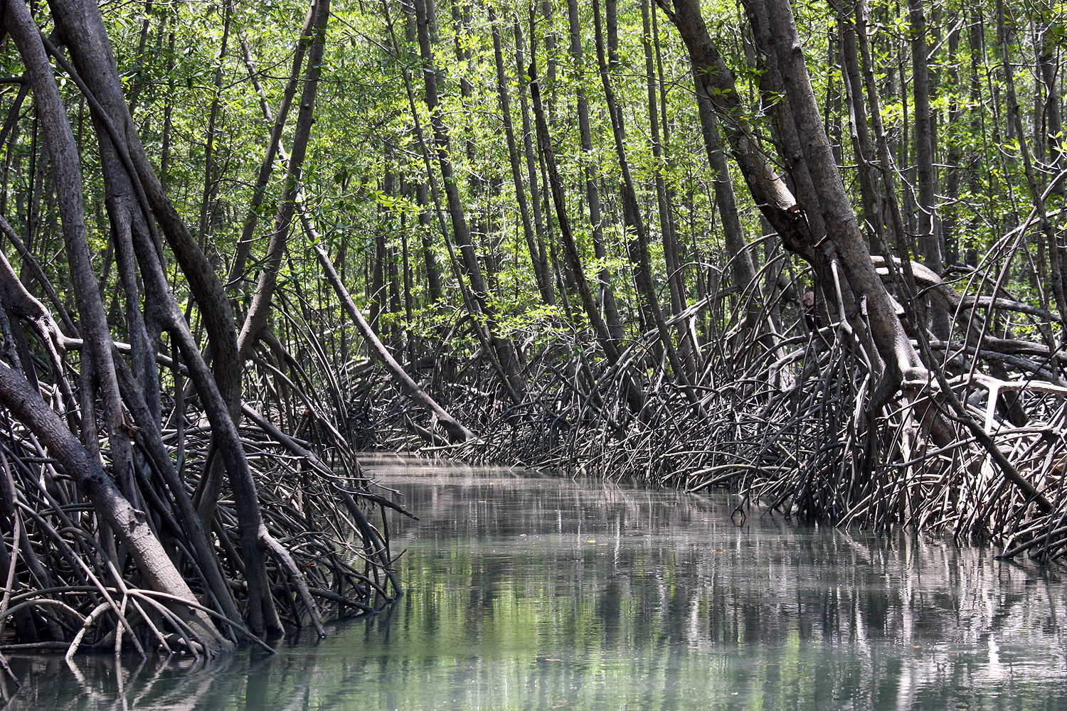 Biotop Mangrovenwald, Pazifikküste, Costa Rica