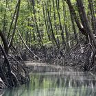 Biotop Mangrovenwald, Pazifikküste, Costa Rica