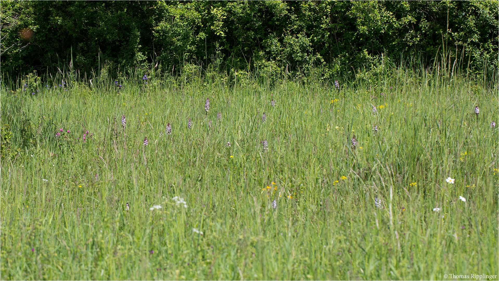 Biotop mit Purpur-Knabenkraut (Orchis purpurea)