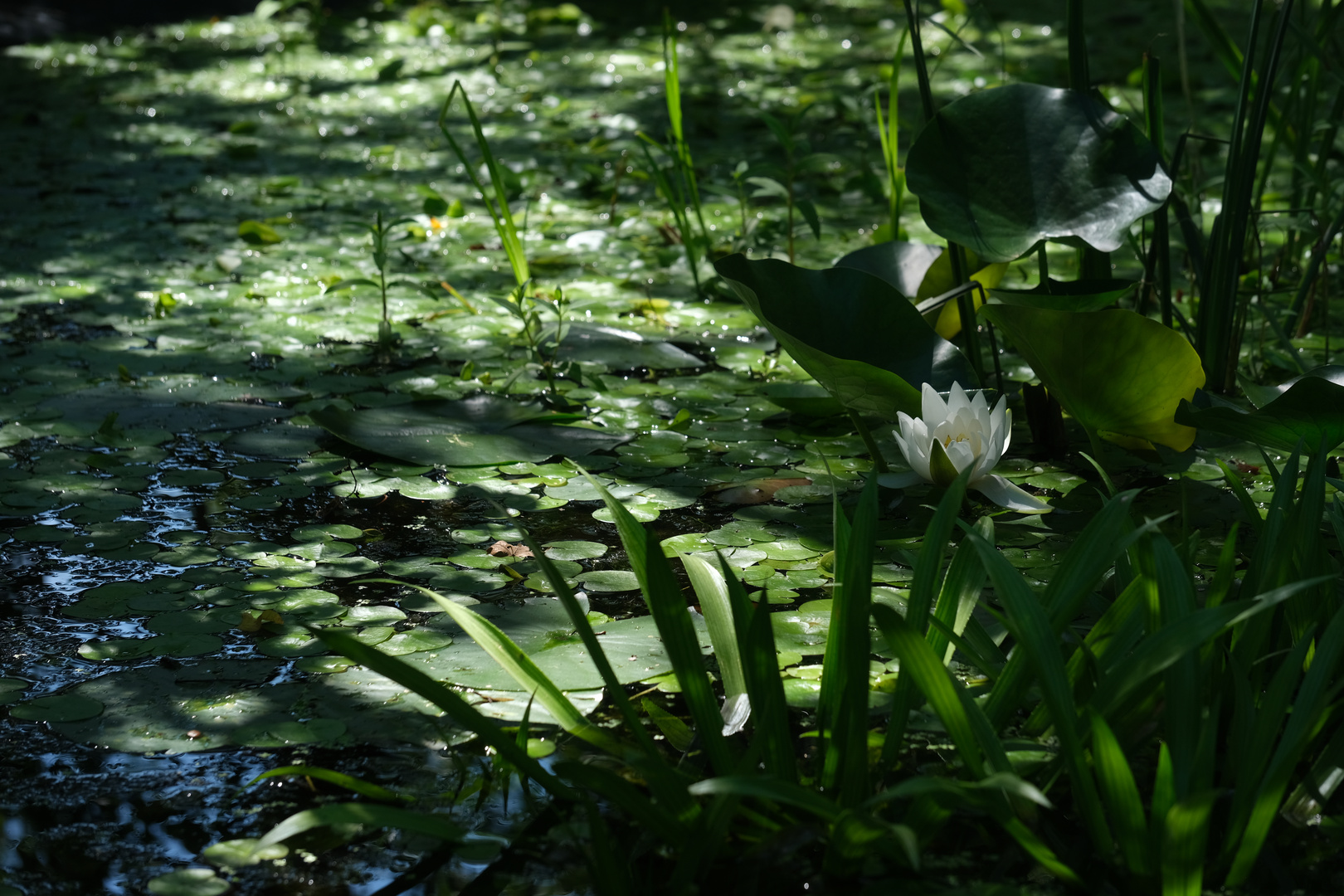 Biotop mit weißer Seerose Nymphaea alba)