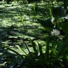 Biotop mit weißer Seerose Nymphaea alba)