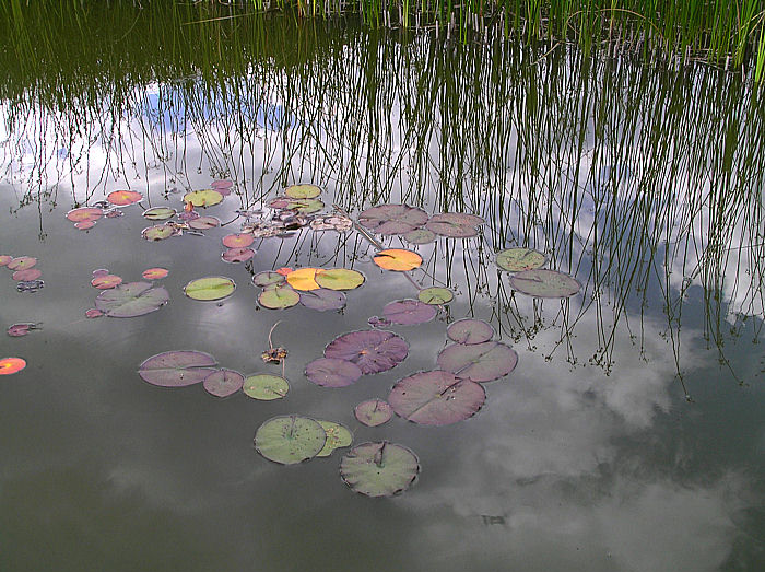 Biotop... Reinste Natur