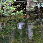 Biotop von Alligatoren, Everglades, Florida, USA