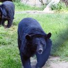 Biotop Wildpark Anholt - Kragenbären