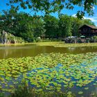 Biotop Wildpark Anholter Schweiz