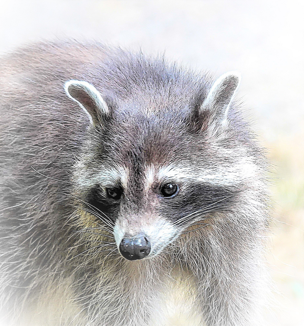 Biotop Wildpark Anholter Schweiz Isselburg (01)