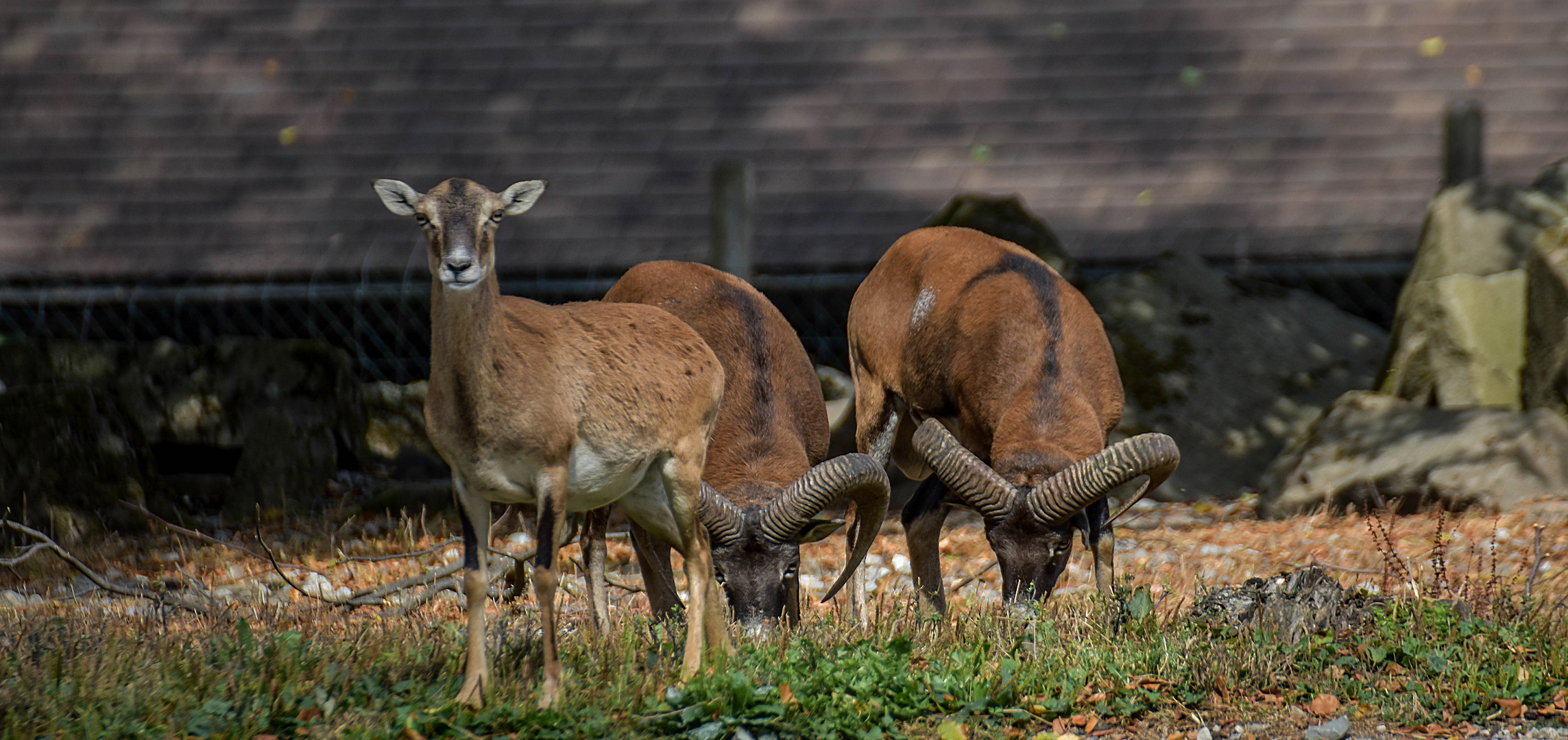 Biotop Wildpark Anholter Schweiz Isselburg (02)