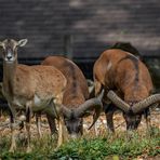 Biotop Wildpark Anholter Schweiz Isselburg (02)