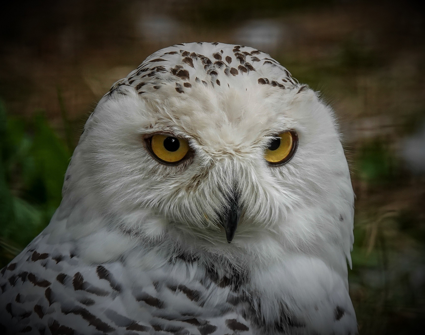 Biotop Wildpark Anholter Schweiz Isselburg (04)