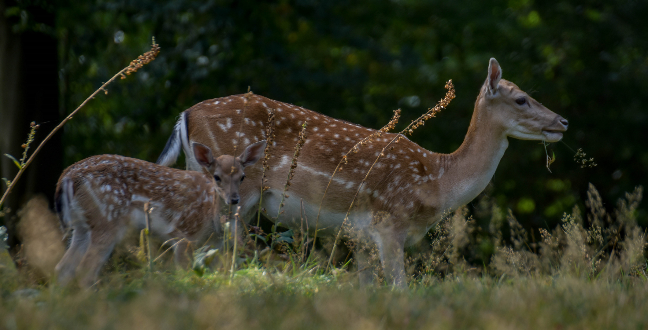 Biotop Wildpark Anholter Schweiz Isselburg (07)