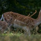 Biotop Wildpark Anholter Schweiz Isselburg (07)