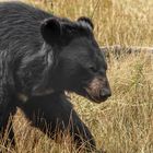 Biotop Wildpark Anholter Schweiz Isselburg (09)