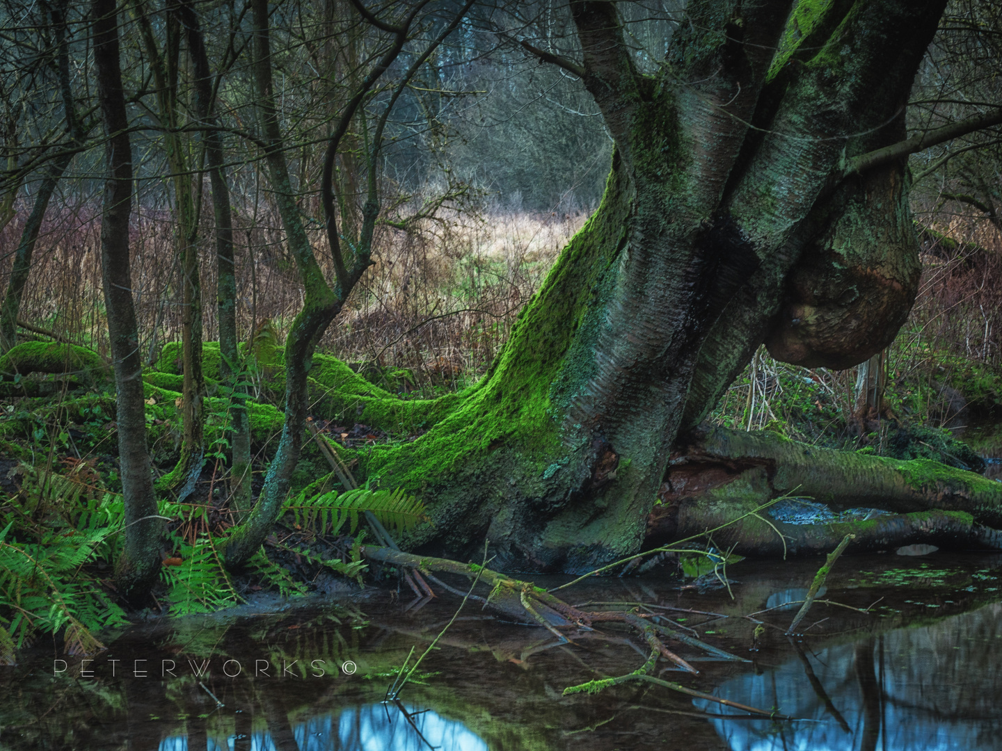 Biotope