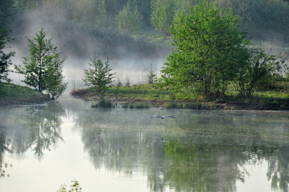 Biotopsee im Morgennebel