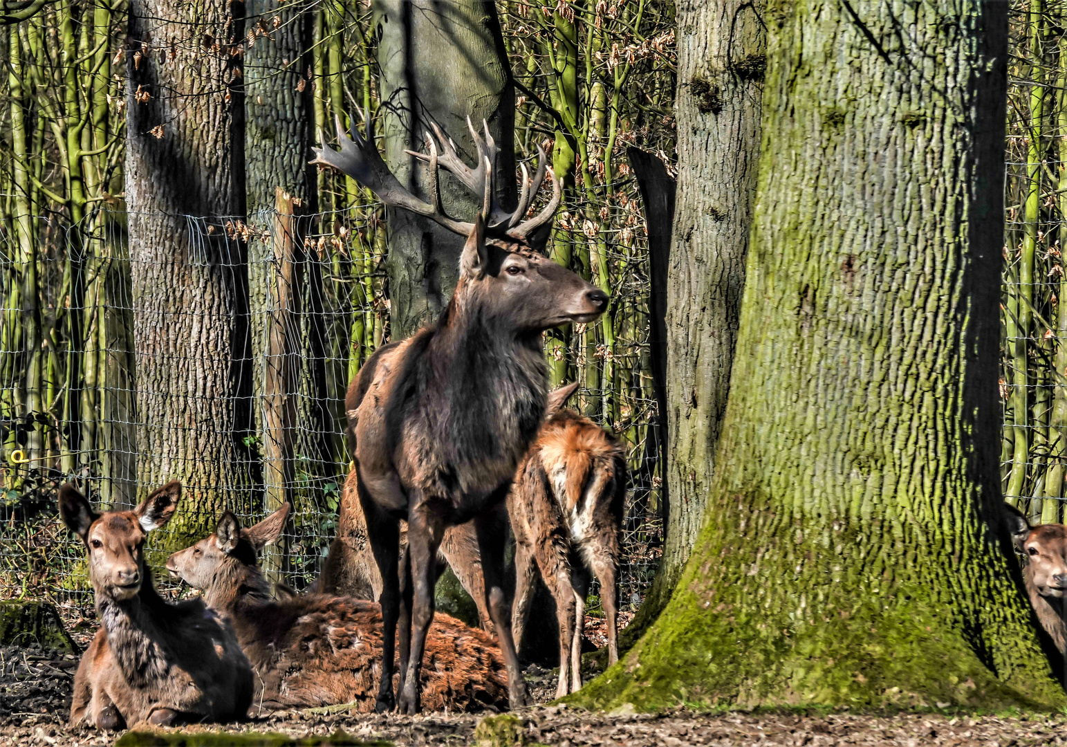 Biotopwildpark Anholter Schweiz (03)