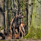 Biotopwildpark Anholter Schweiz (03)