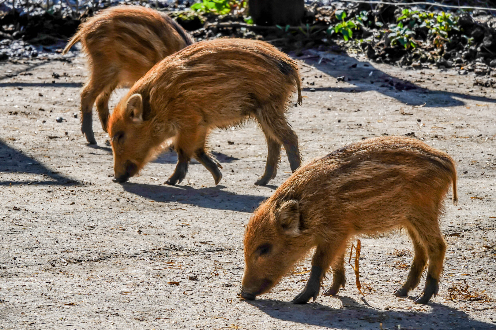 Biotopwildpark Anholter Schweiz (04)