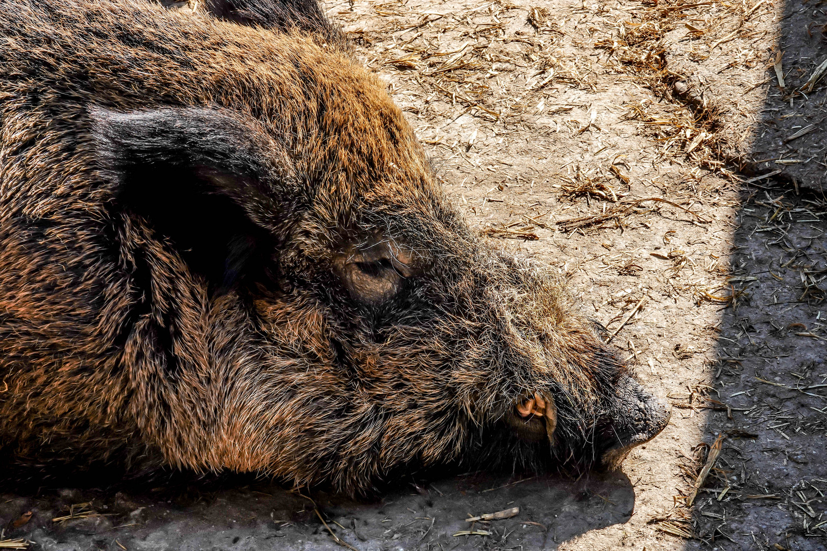 Biotopwildpark Anholter Schweiz (05)