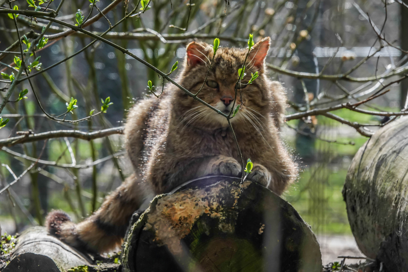 Biotopwildpark Anholter Schweiz (06)