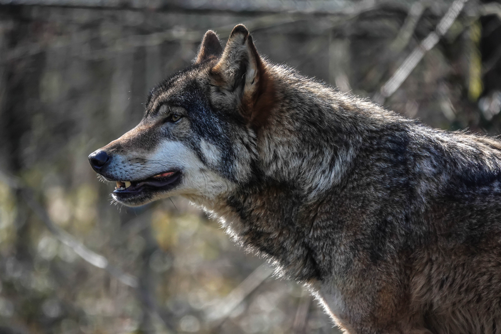 Biotopwildpark Anholter Schweiz (07)